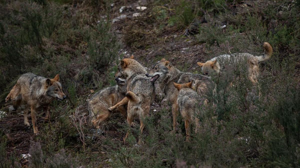 Lobos ibéricos en la Sierra de la Culebra, al norte del Duero. | Emilio Fraile