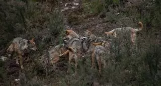 Suárez-Quiñones lleva hasta Bruselas el conflicto por el lobo