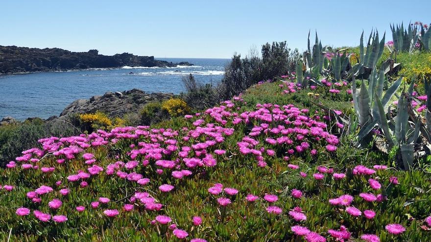 Erradicaran una planta invasora que creix als penya-segats del cap de Creus que pot arribar a eliminar la flora autòctona