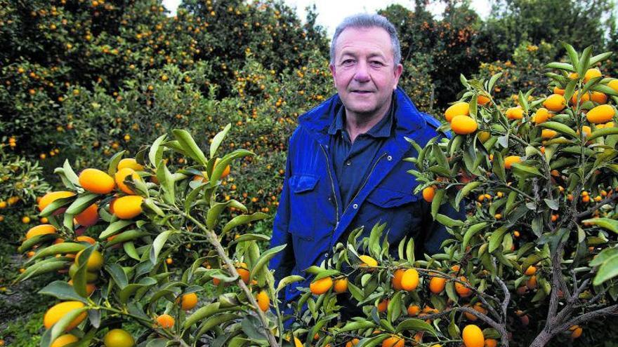 Vicente Todolí, en su 
jardín de cítricos de
 Palmeras, en 
Valencia.   | // PERALES IBORRA