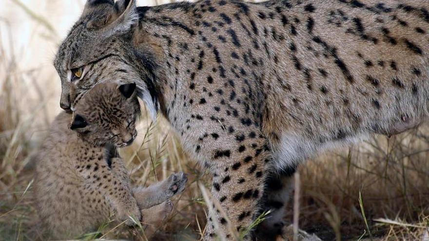 El lince ibérico va afianzándose en Andalucía.