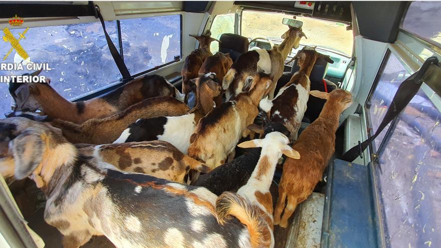 Detenidos por robar 42 cabras en dos explotaciones ganaderas de Agüimes
