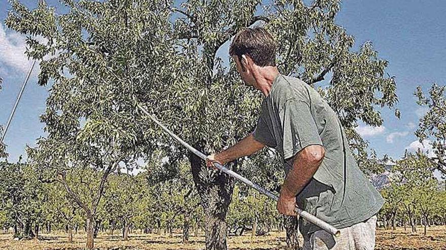 Imagen de la recogida tradicional de almendras en Mallorca.