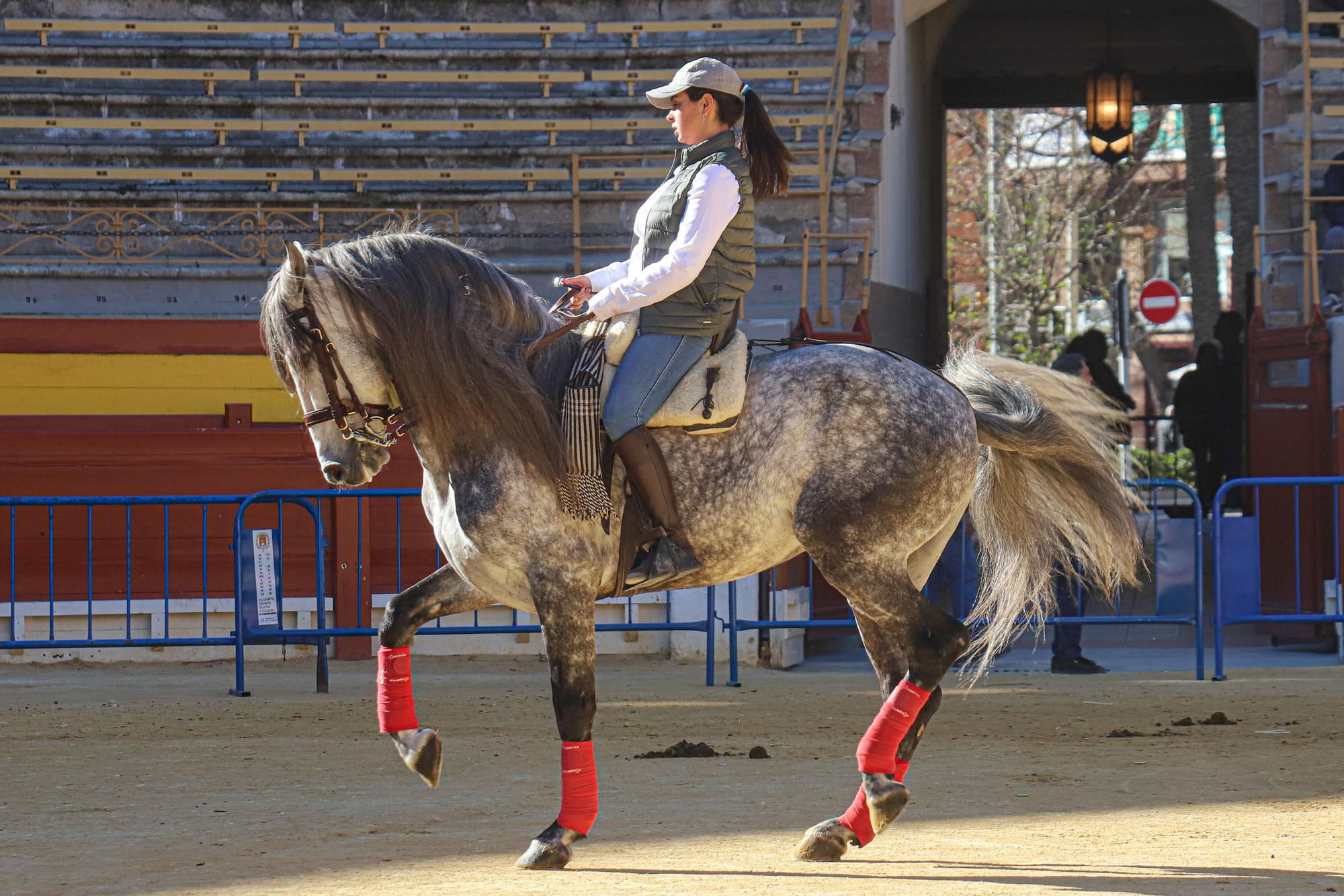 Concurso ecuestre y Bendición de animales por San Antón en Alicante