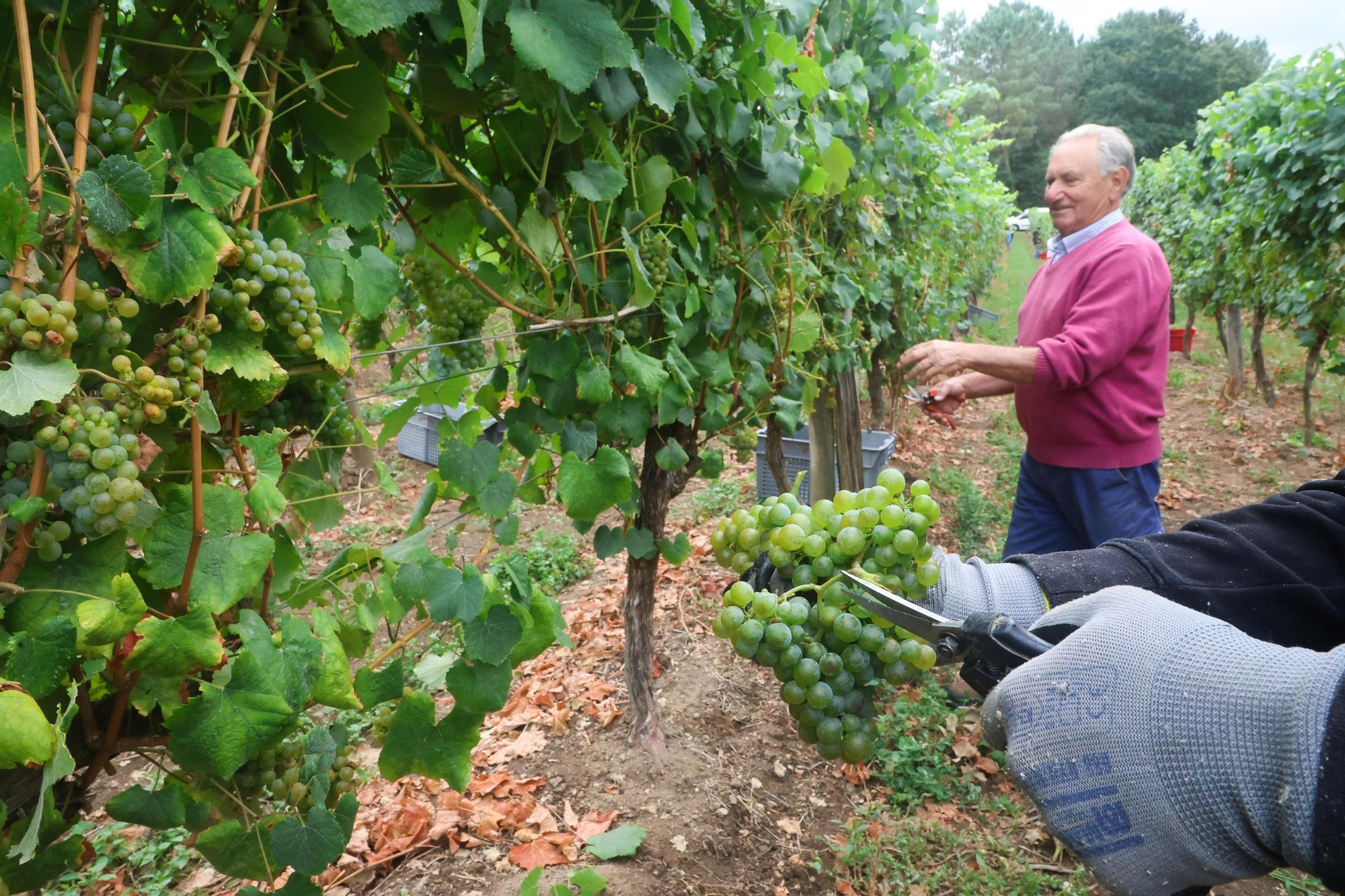 Recolección de uva para el primer espumoso de la bodega arousana Granbazán (O Salnés) en una parcela de Vedra (Ribeira do Ulla).