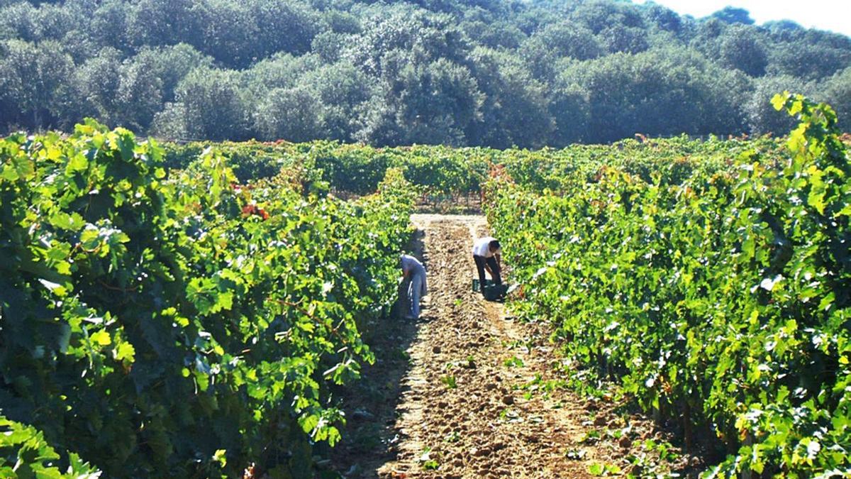 Viticultores recolectan uva en una parcela de viñedo de la DO en una campaña de vendimia pasada. | M. J. C.