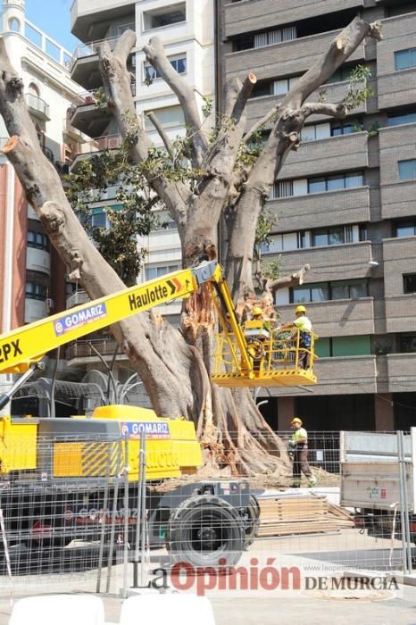 El estado final del ficus de Santo Domingo