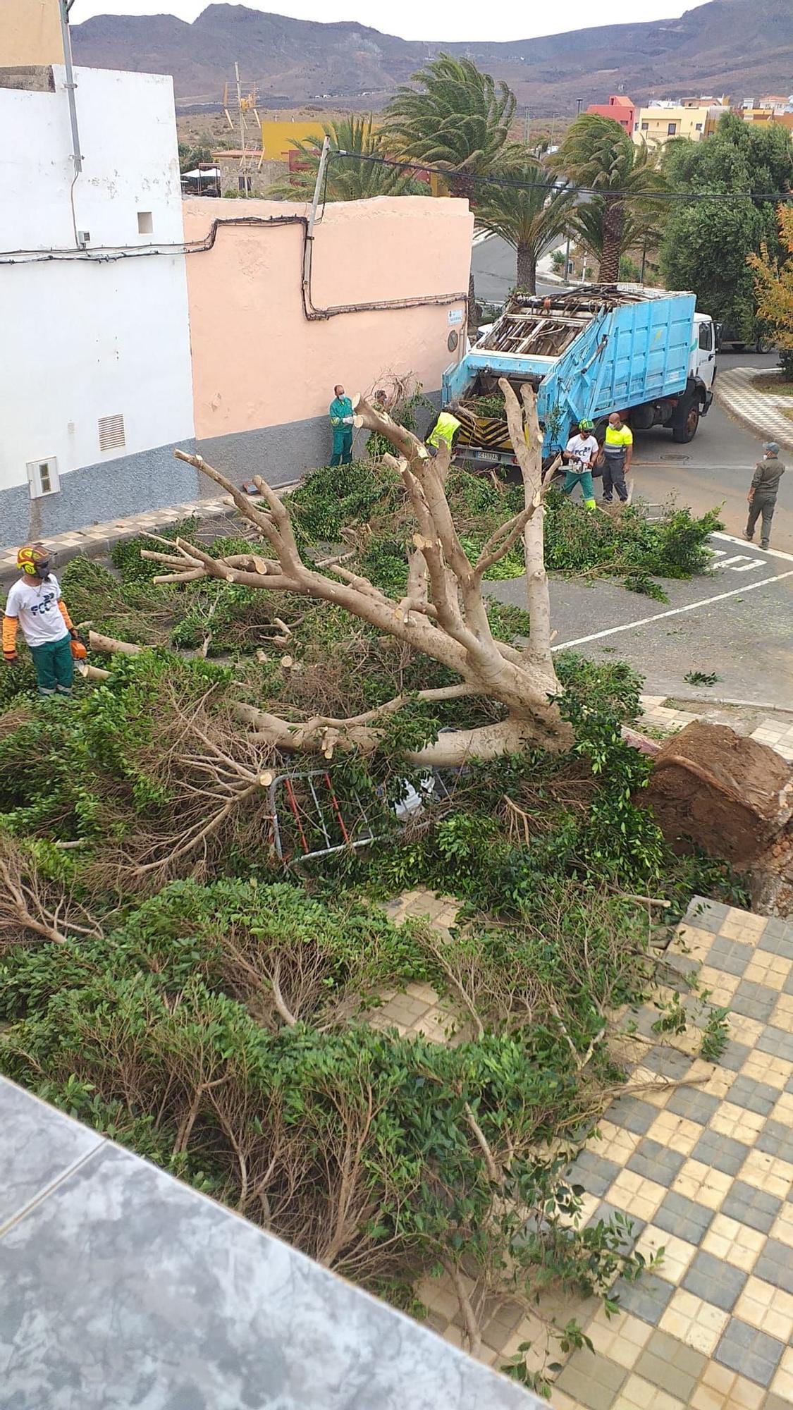 El fuerte viento derriba un árbol de grandes dimensiones en Agüimes