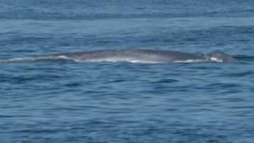 La ballena azul se deja querer en las aguas de Galicia
