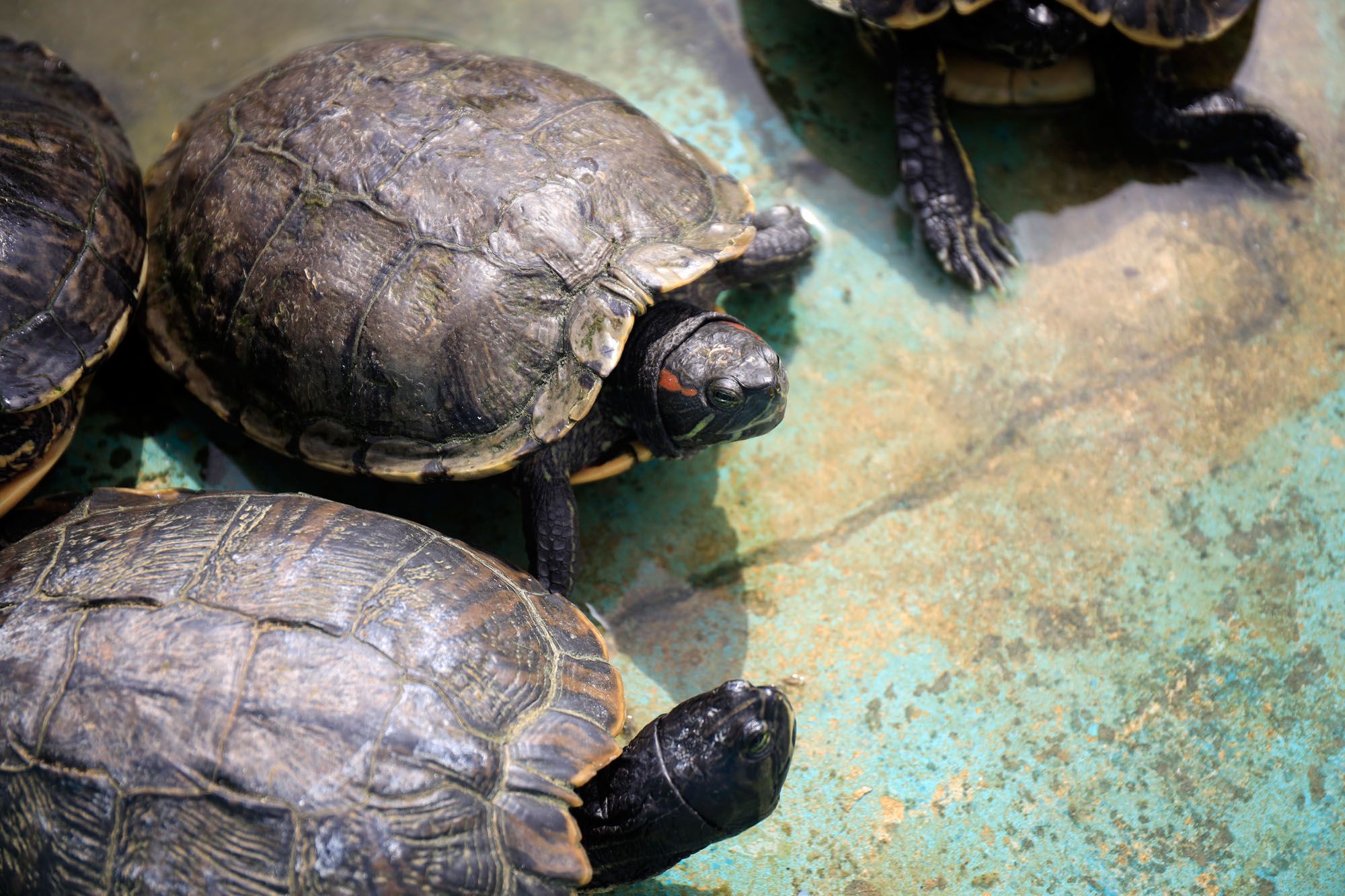 Estado de la Protectora de Animales de Málaga en julio de 2022