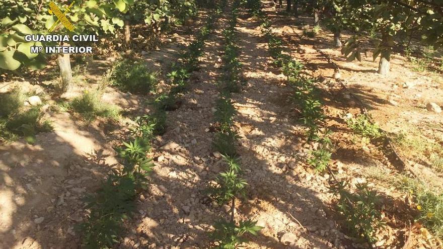 La Guardia Civil desmantela una plantación con más de 2.000 plantas de marihuana en Ulea