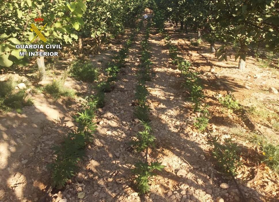 La Guardia Civil desmantela una plantación con más de 2.000 plantas de marihuana en Ulea