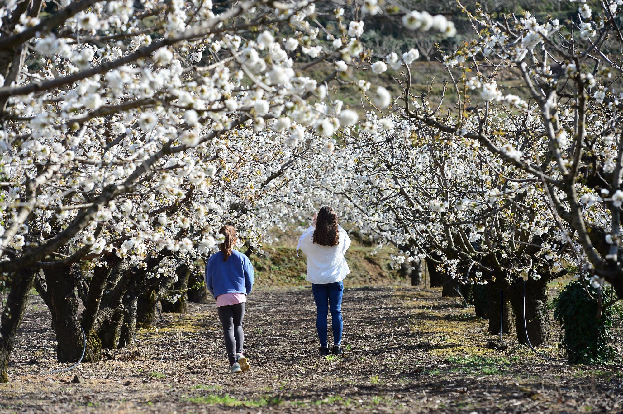 2021. Valle del Jerte con cerezos en flor.
