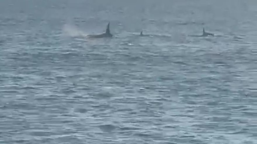 Las orcas dejan sin timón a un velero frente a la costa de Fisterra