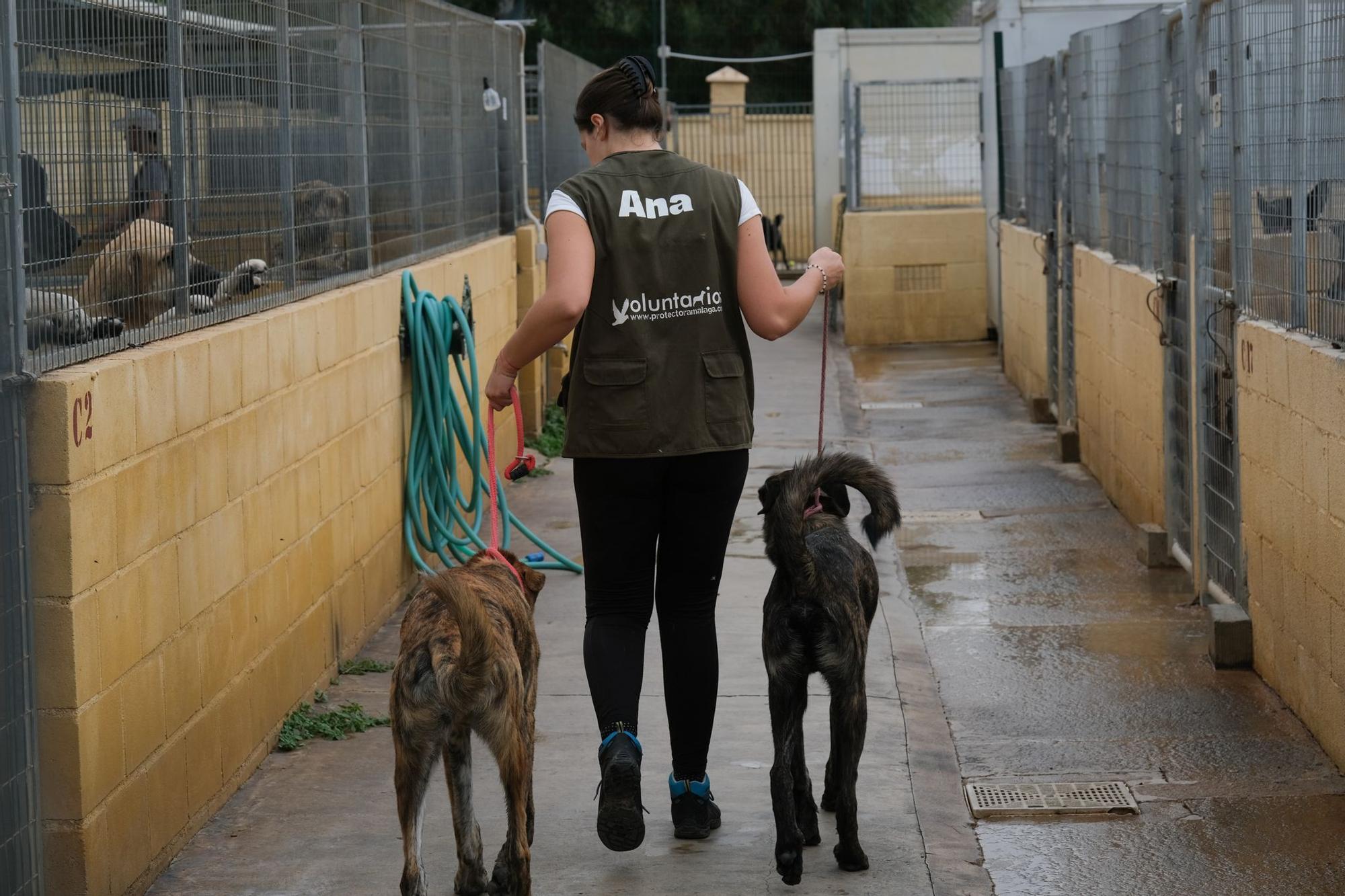 La Protectora de Animales de Málaga, a finales de octubre