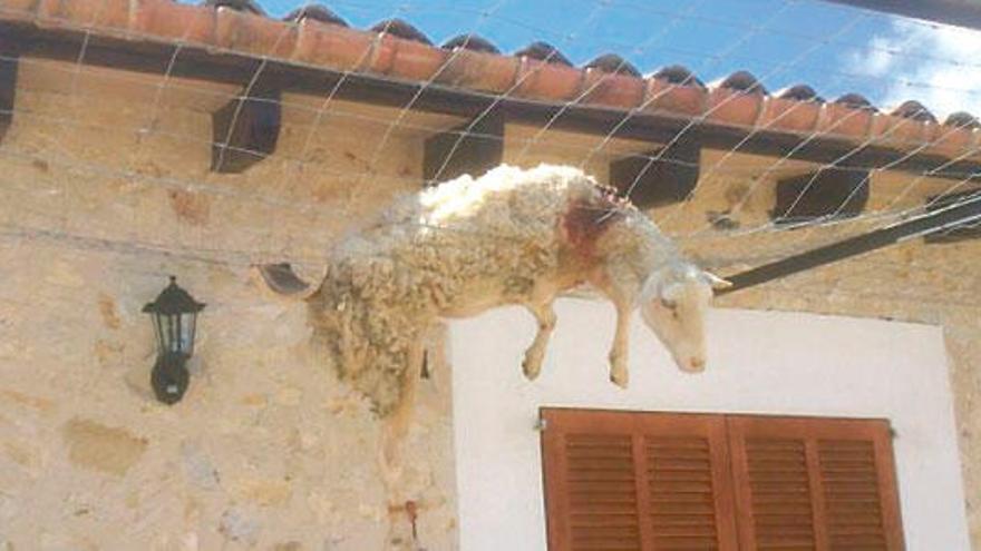Una oveja, presa del pánico, acabo colgada de los alambres de una parra intentando huir.