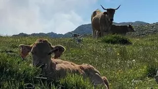 Ternera Asturiana celebra "el valor del origen" en el Club LA NUEVA ESPAÑA