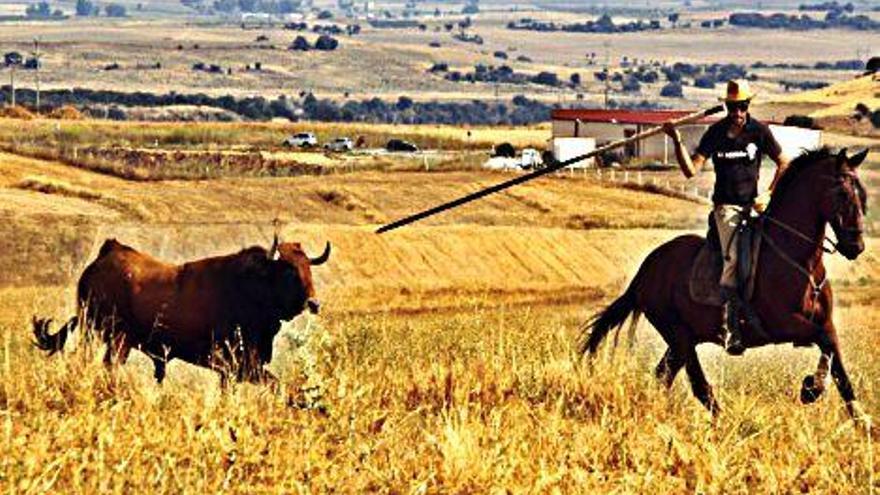 Un caballista tienta al toro.