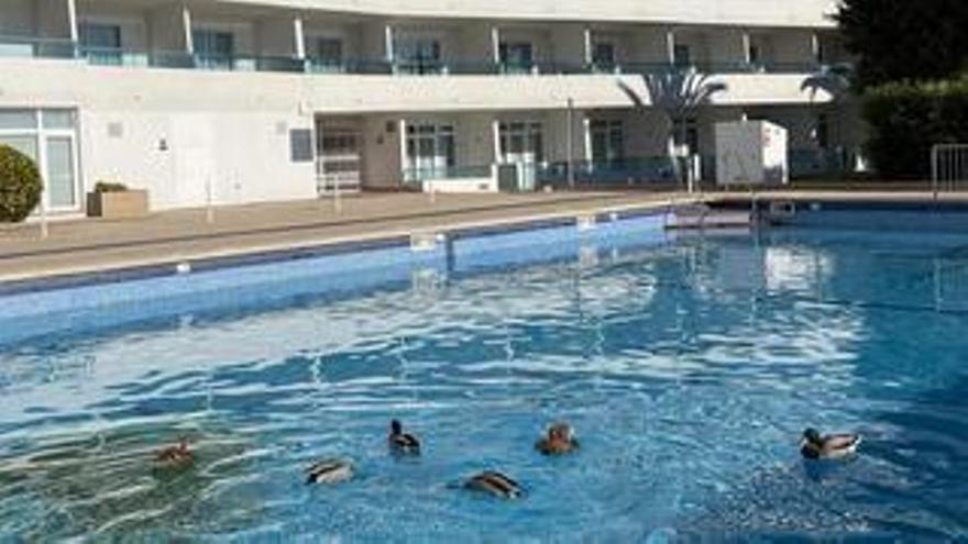 Una colonia de patos silvestres se instala en Navidad en la piscina de unos apartamentos turísticos de Santa Ponça