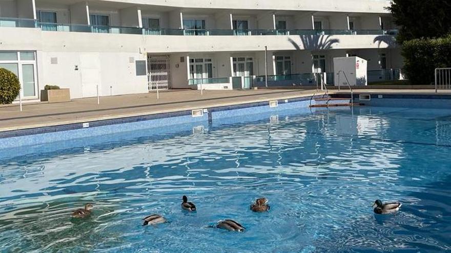 El vídeo de la colonia de patos que se ha instalado en Navidad en la piscina de unos apartamentos turísticos de Mallorca