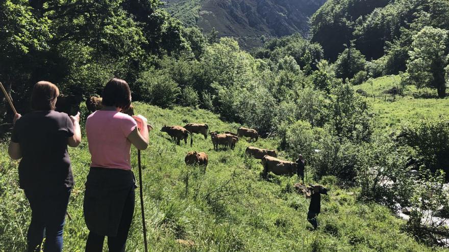 Reses de Asturiana de los Valles pastando. A la derecha, abajo, diferentes cortes de carne de Ternera Asturiana. |  | LNE