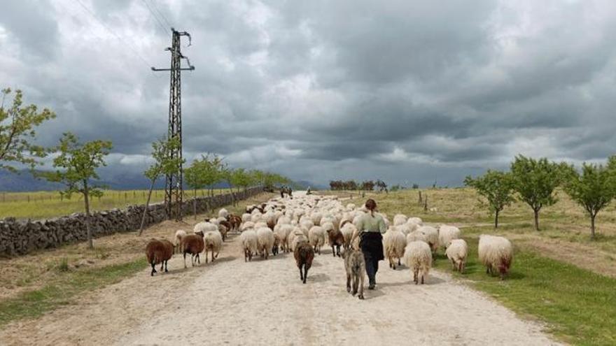 Hacer la trashumancia a pie tendrá hasta 5.000 euros de ayuda por ganadero en Extremadura