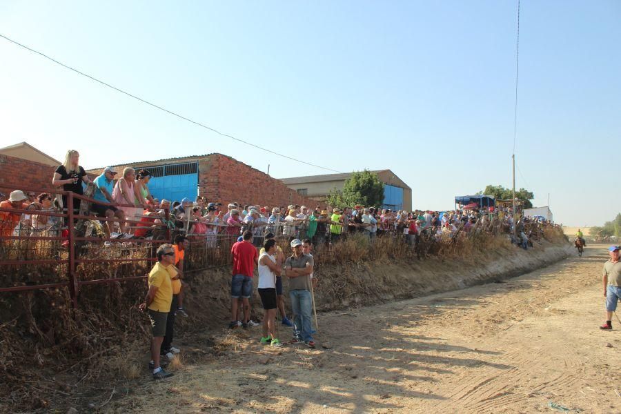 Fiestas en Zamora: Encierro en Argujillo