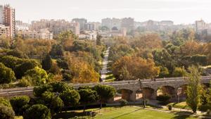 Pinos y jacarandas en el viejo cauce del Túria (València)