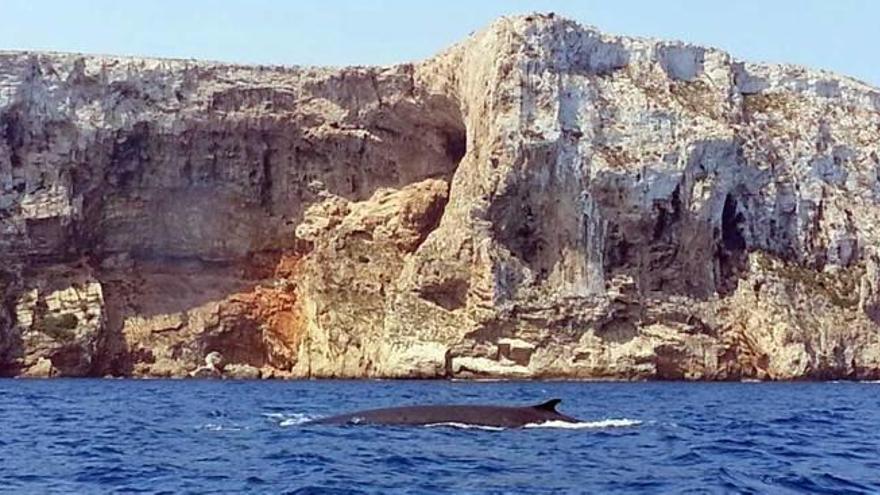 Avistan otras cuatro ballenas en la «autopista de cetáceos» del cabo de Sant Antoni