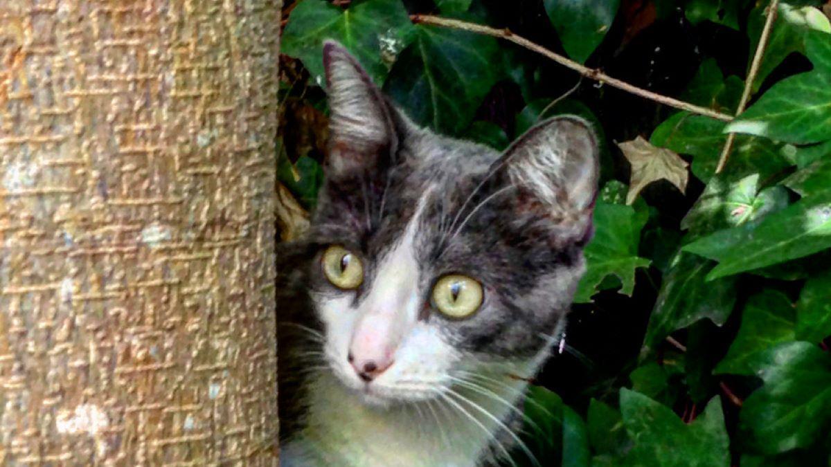 Una gata detrás de un árbol.