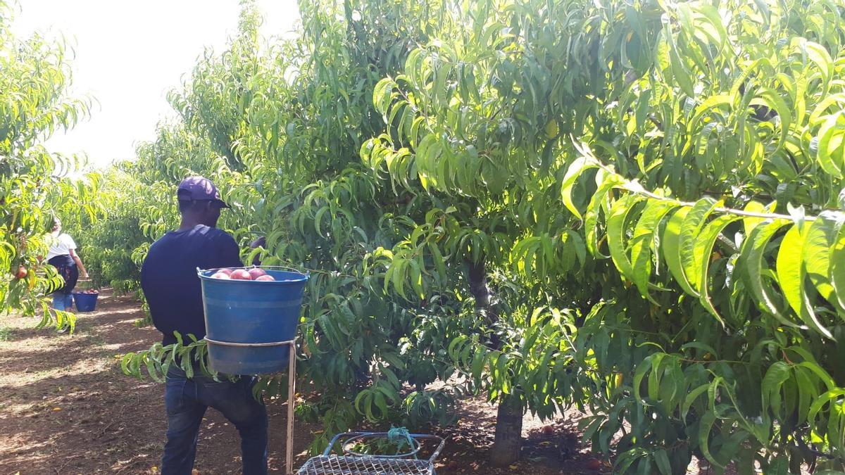 Trabajadores migrantes en el campo.