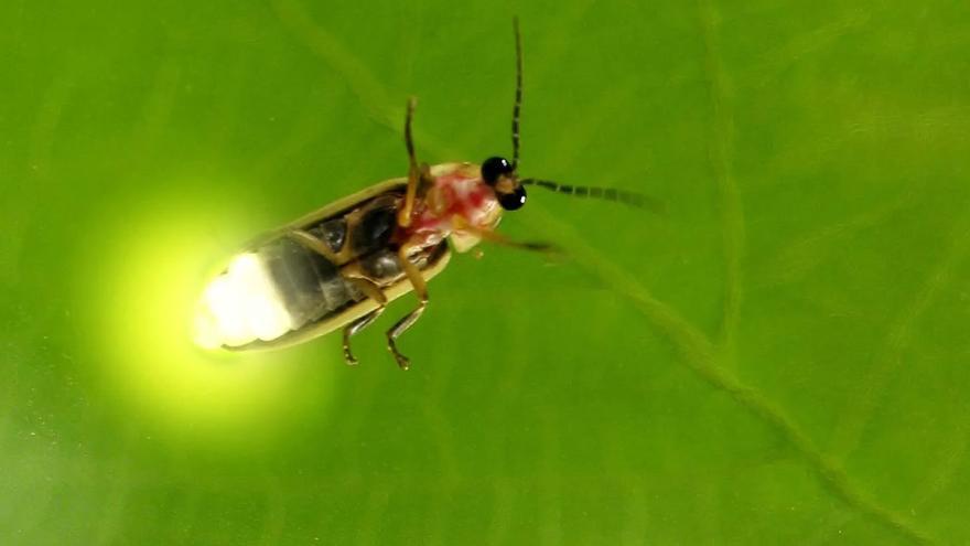 ¿Por qué están desapareciendo las luciérnagas? Los insectos de luz se extinguen