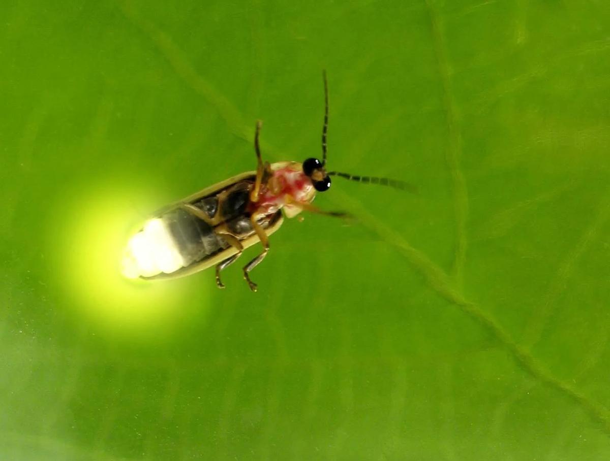 Las luciérnagas están en claro declive