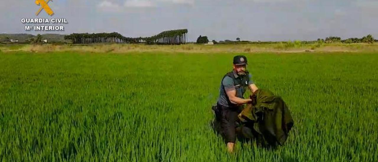 La Guardia Civil al recuperar el ave rapaz del arrozal. | GUARDIA CIVIL