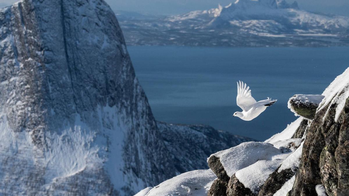 Perdiz nival (Lagopus muta) en los fiordos noruegos. Foto ganadora del Bird Photographer of the Year 2022.