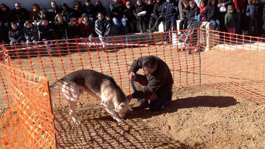 Culla busca al mejor perro trufero