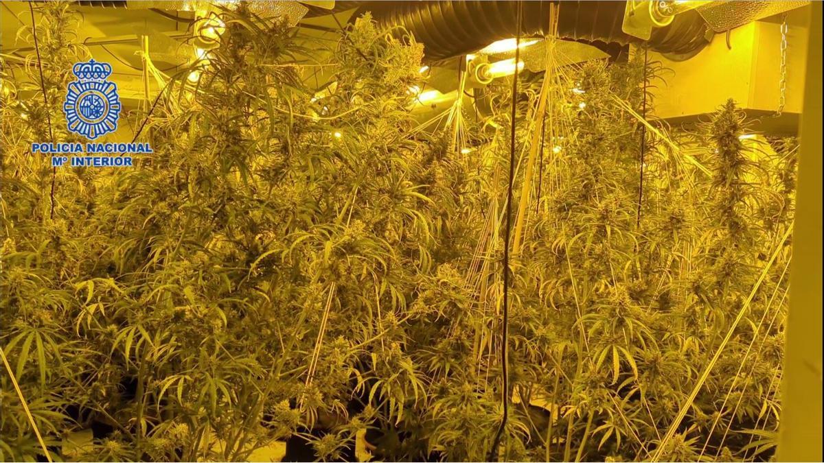 Cultivo de marihuana hallado en un chalet de Almoradí