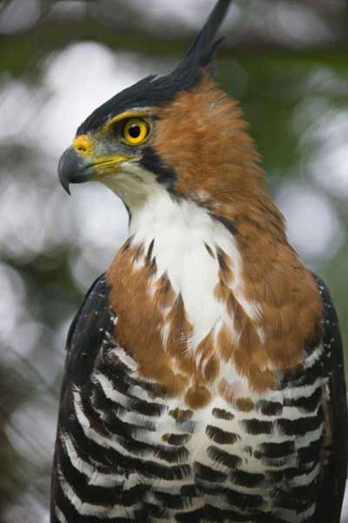 Águila Crestuda Real en Belice.