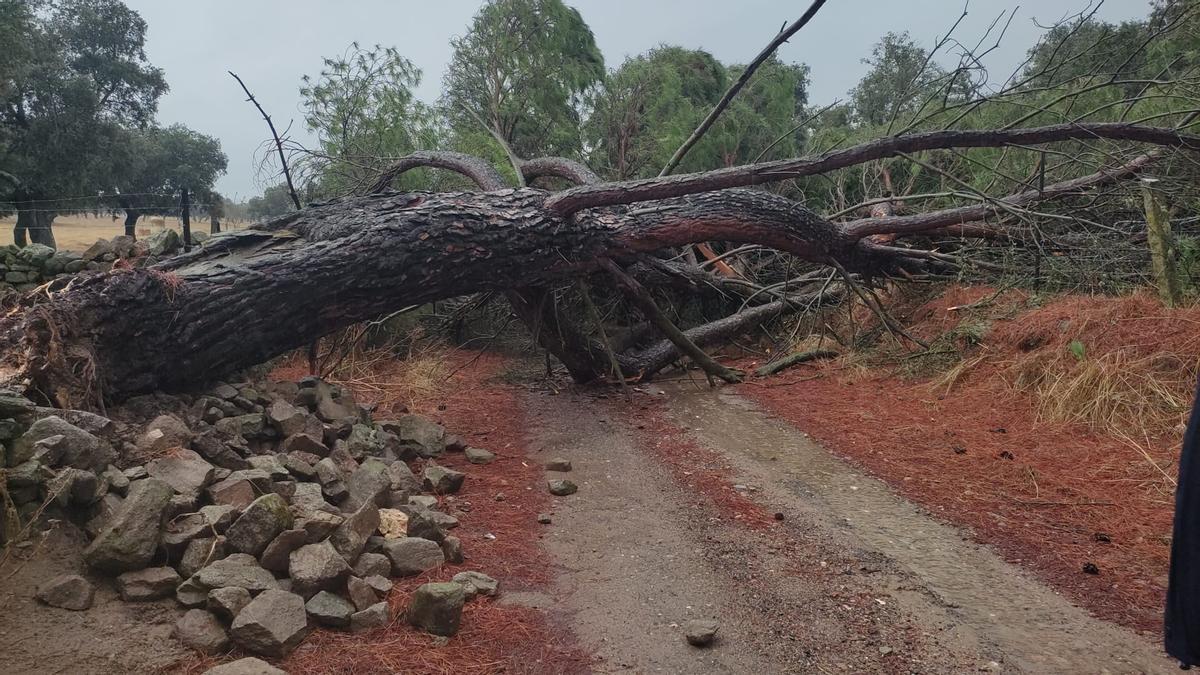 Árbol desprendido en Villanueva de Córdoba.