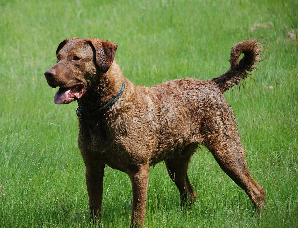 El Retriever de Chesapeake es una raza de perros cobradores originaria de Estados Unidos