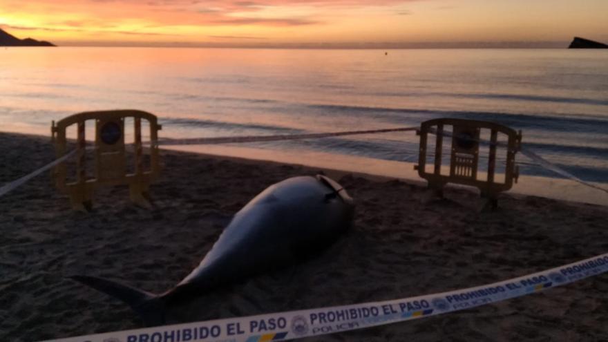 El &quot;último viaje&quot; de un atún en Benidorm: de la playa de Poniente a una parcela de El Murtal