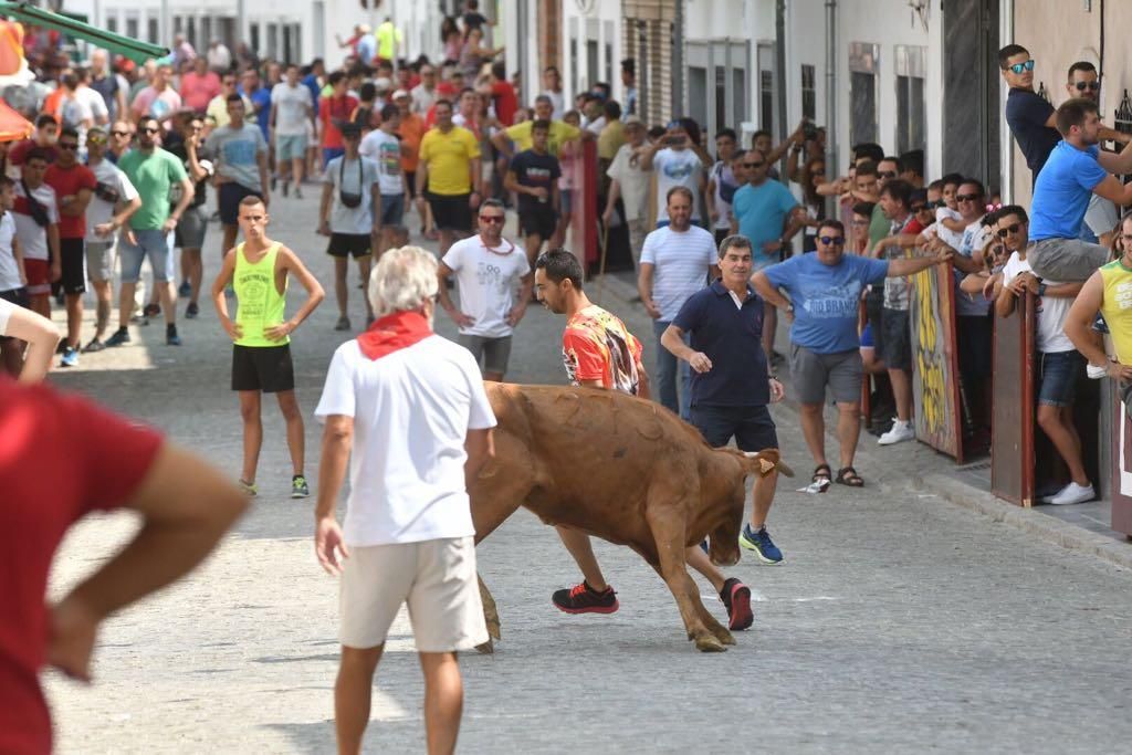 Fotogalería / Encierro de las vacas de El Viso