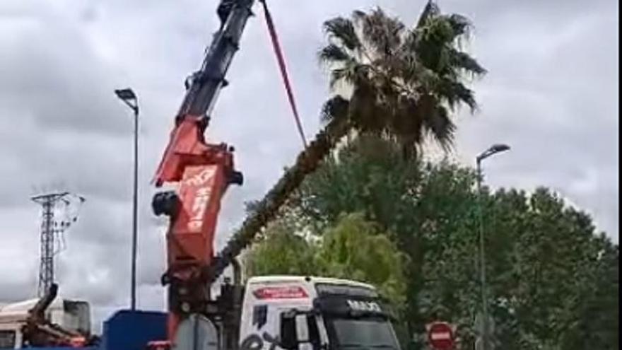 Esto es lo que opinan los zamoranos sobre las nuevas palmeras en una rotonda de la ciudad: "Va a parecer Miami"