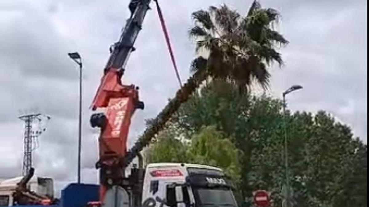 Reubicación de las palmeras en Trascastillo.