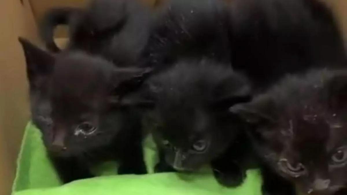 Los gatitos abandonados