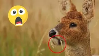 ¡Increíble! Estos son los animales más raros y fascinantes del mundo