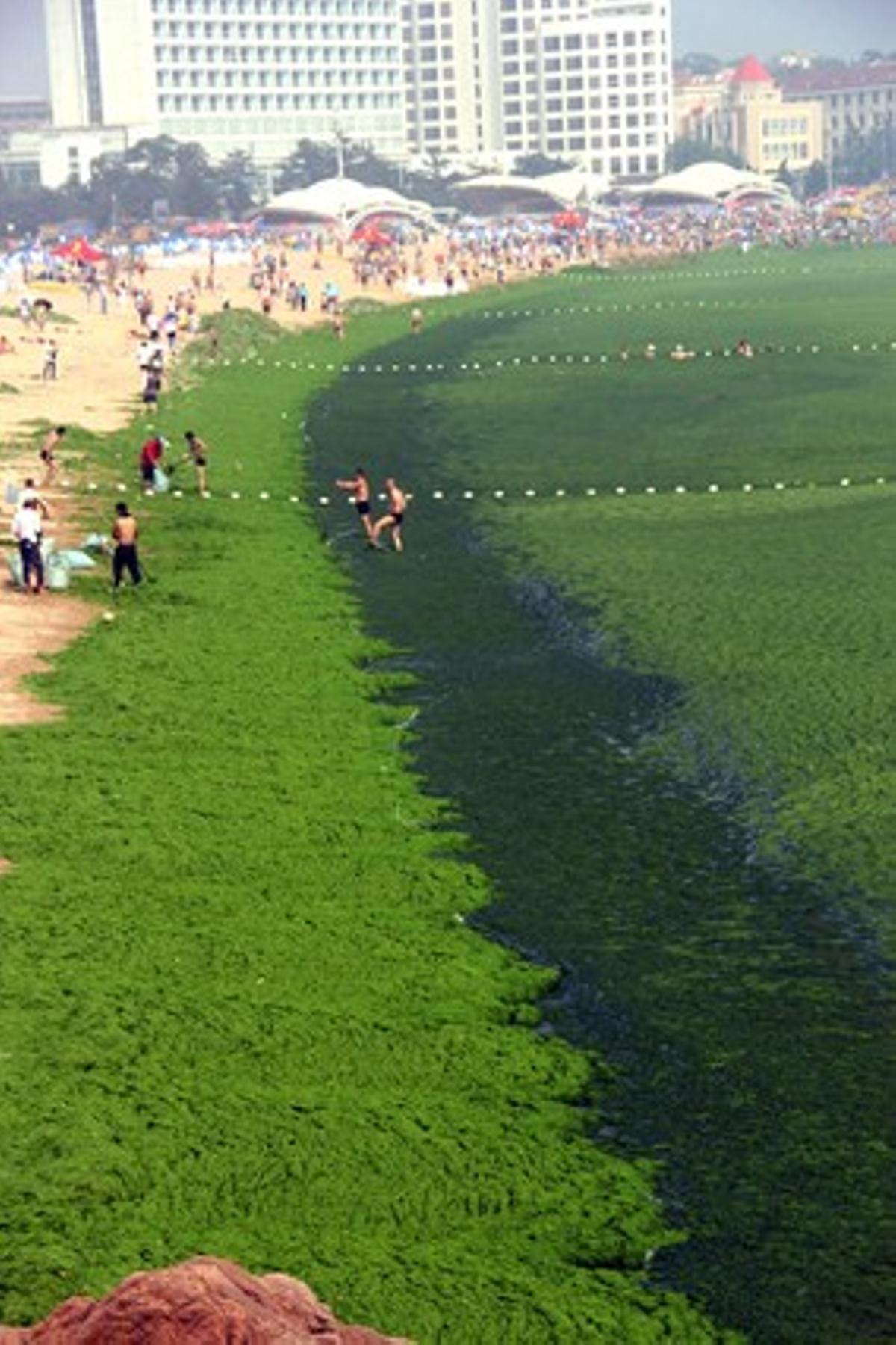 La platja verda de Quingdao al Mar Groc.