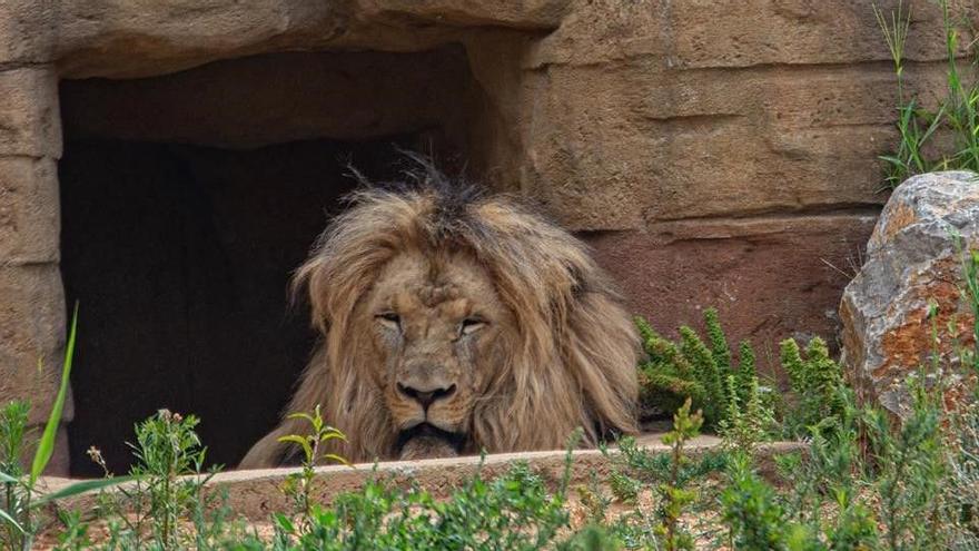 Lleons del Zoo de Barcelona