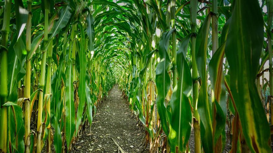 Lograr variedades de maíz que se adapten a climas mucho más cálidos, objetivo prioritario de la ciencia
