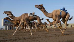 Carrera de camellos con jinetes-robot en Al Sheehaniya (Doha).